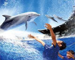2016年夏限定！京都水族館でイルカと豪快水遊び