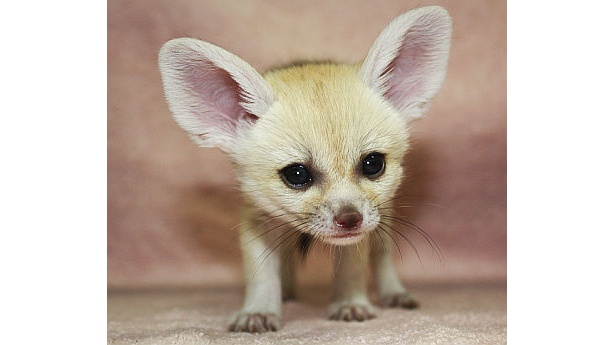 画像3 4 多摩動物公園にかわいいユキヒョウの赤ちゃんが誕生 ウォーカープラス