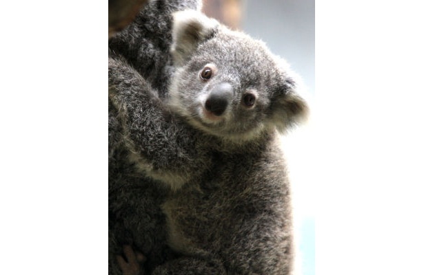多摩動物公園“赤ちゃんコアラ”の名前が決定！