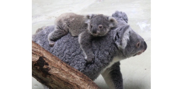 画像2 3 多摩動物公園 赤ちゃんコアラ の名前が決定 ウォーカープラス
