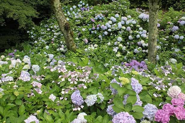 【写真を見る】有馬温泉の紫陽花は6月下旬が見頃