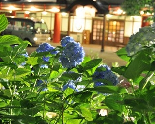初夏の有馬温泉を彩る満開の紫陽花を楽しむ