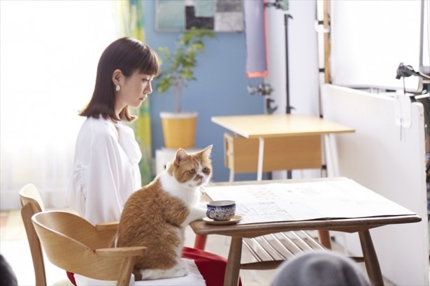 CMメイキング画像。おりこうさんのふてニャン