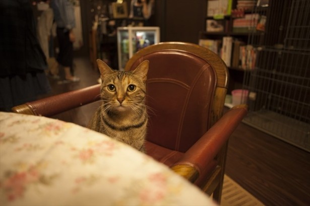 じっと見つめられるだけで日頃の疲れも吹き飛ぶかわいらしさ