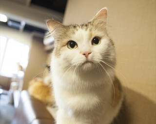 経済効果は2兆円！進化する癒しの猫カフェ最前線