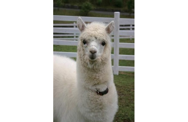 アルパカも登場！大阪でふわふわ動物とのふれあいイベント