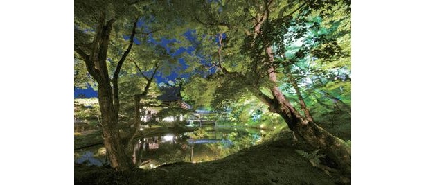 幻想的！高台寺の境内が光に包まれる燈明会