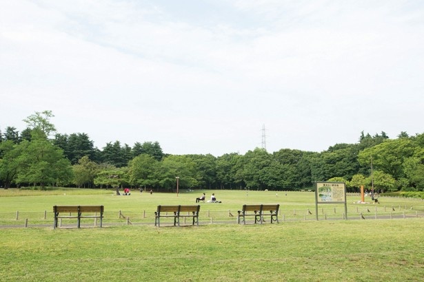 「小金井公園」の園内は、雑木林と広大な芝生が点在。桜の名所としても知られている