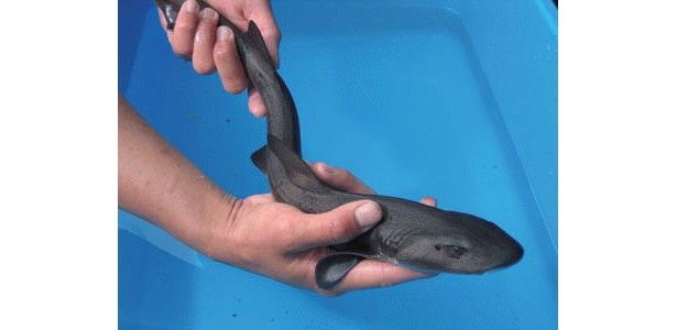 志摩マリンランドで生き物に触れるイベント