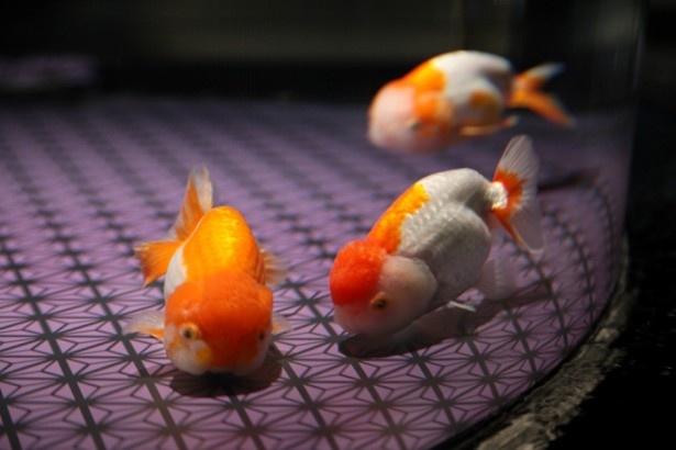 【写真を見る】金魚づくしの夏イベントが開催！リニューアルした「江戸リウム」にはランチュウやワキンなど23品種の金魚を展示