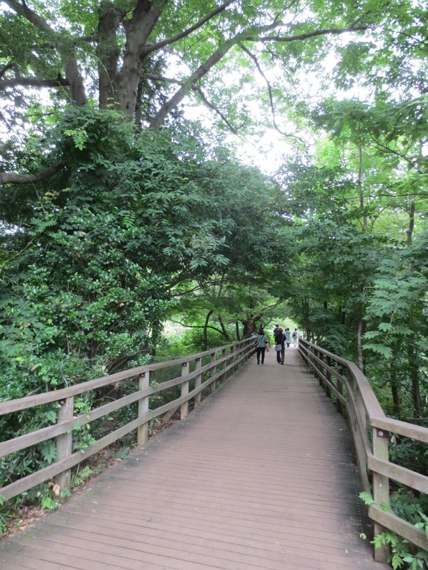 自然密度が高い、三宝寺池付近の通り(「石神井公園」)