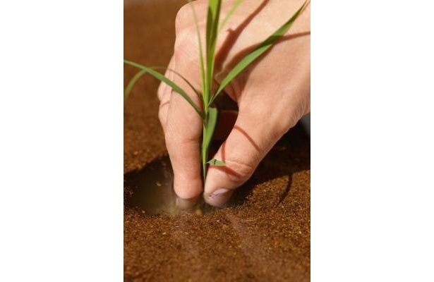 キャナルシティ博多で田植えイベント開催