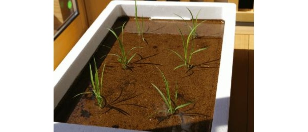 田植えから収穫までが体験できる栽培キット「箱田んぼ」