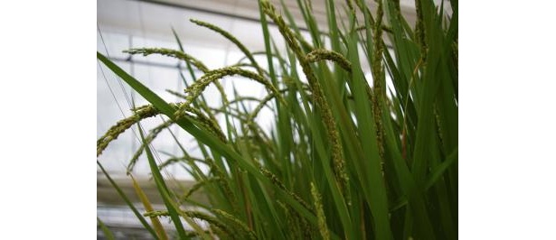 成長すれば、こんなに大きく・・・