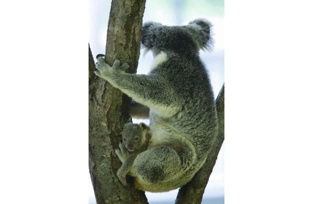 画像1 5 コアラにカンガルー 袋から顔を出す 赤ちゃん動物 が人気 ウォーカープラス