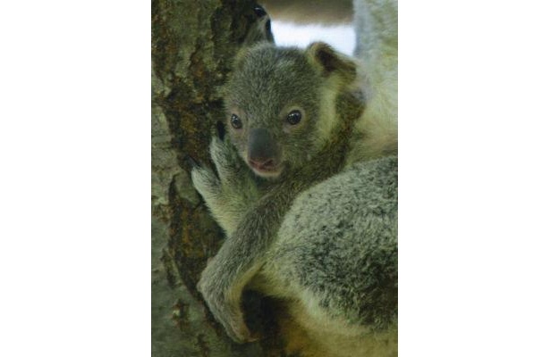 驚きの小ささ！コアラの赤ちゃん拡大写真