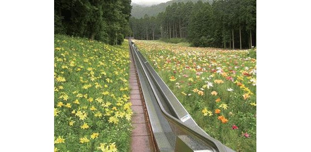 箱根ピクニックガーデン ゆり園