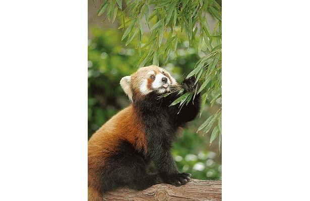 横浜市立野毛山動物園のキンタちゃんは、実は女の子
