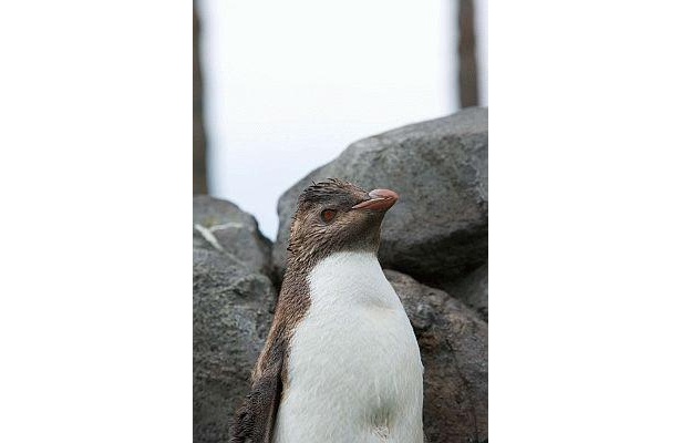 DAIGO作の赤いバンドがお気に入りの、京急油壺パークにいるペンペンちゃん