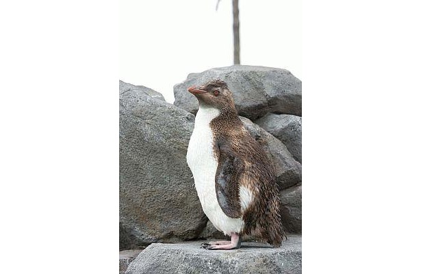 好きな食べ物はアジ。DAIGOパパに会いたいって思ってるかも!?