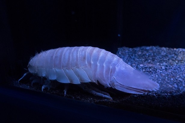 ネットで人気の深海生物、ダイオウグソクムシ
