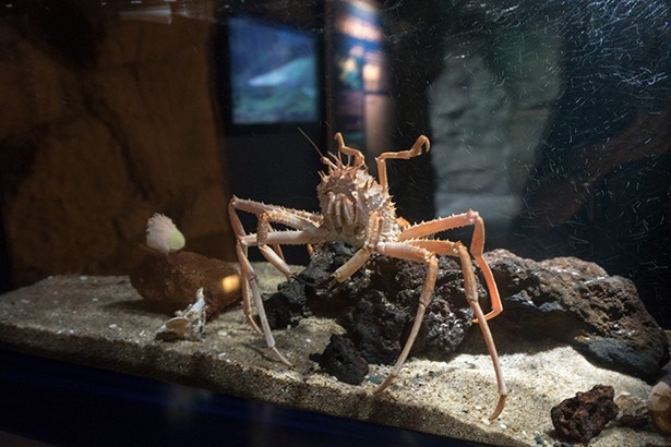 深海生物オオホモラ。静岡県沼津市でショイガニと呼ばれている
