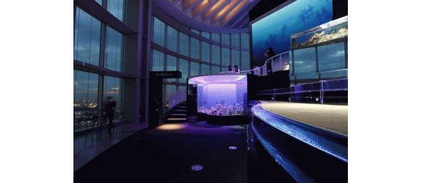 空と海のコラボが新しい！天空の水族館だ