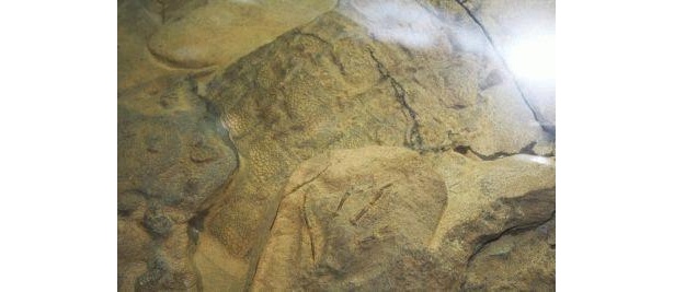 日本初公開！ウロコも見られる恐竜のミイラ化石「ダコタ」 【その他激アツ恐竜画像はコチラ】