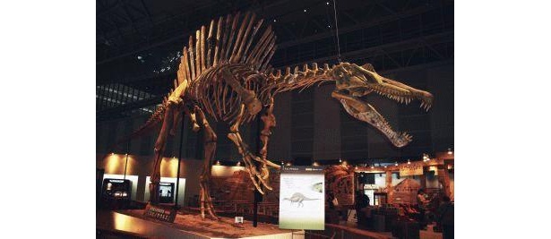 「スピノサウルス」の全身骨格も