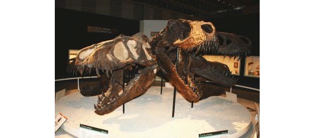 「ティランノサウルス・スペシャルコレクション」では、頭部の骨格も公開
