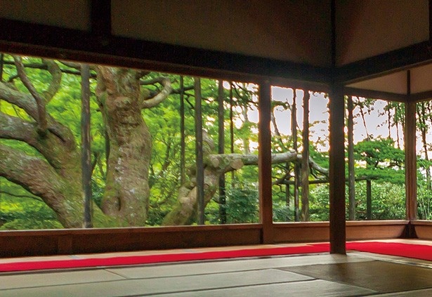 【写真を見る】樹齢約700年の見事な松は、京都指定の天然記念物/宝泉院