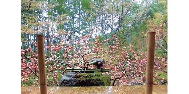 珍しい2連式の水琴窟も。来院者に癒しの音を届けている/宝泉院