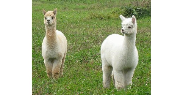 那須のアルパカ牧場からやってくる