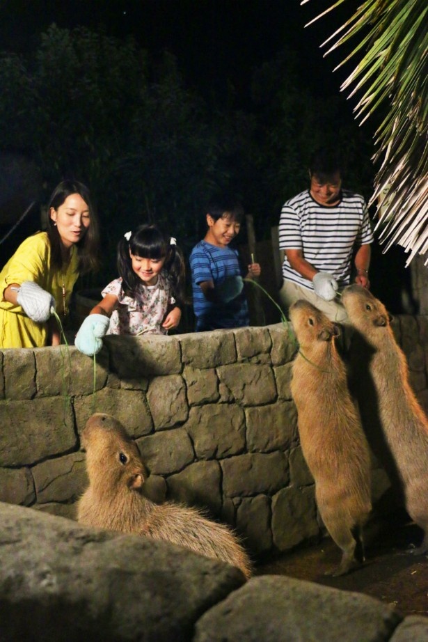 子供と夜遊び 今年行きたいナイトzoo アクアリウム ウォーカープラス