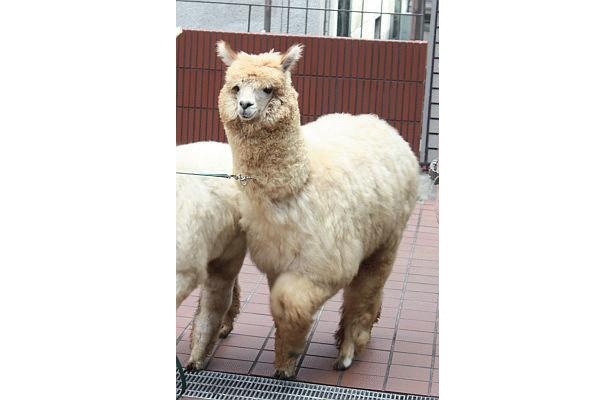 トコトコと登場した瞬間、大歓声！【そのほかふわふわアルパカ画像はコチラ】