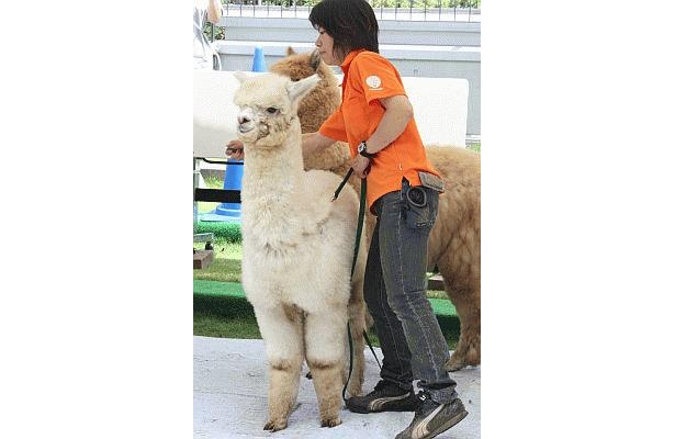 【アルパカ画像】