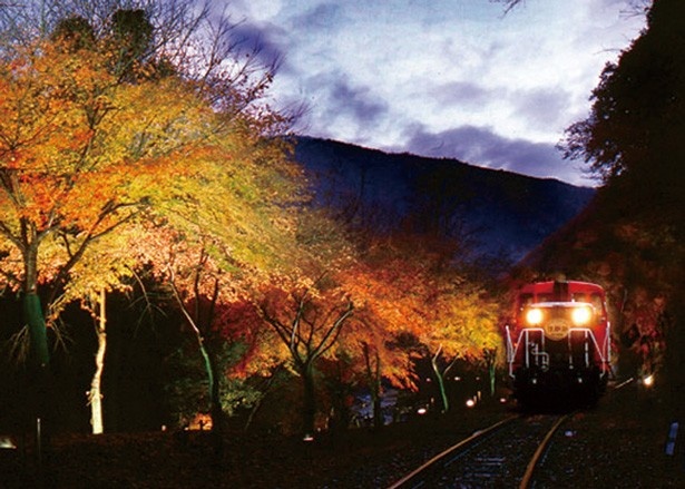 10月中旬から12月中旬はライトアップも行われ、列車は雅で幻想的な空間を走り抜ける！