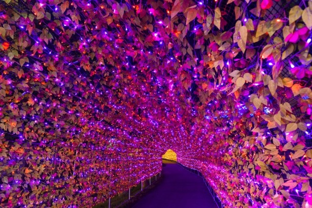【写真を見る】始まりは、「虹龍（こうりゅう）の光の大トンネル」から。妙高高原の自然を7色で表現した300メートルを超える世界最大級の光のトンネルだ