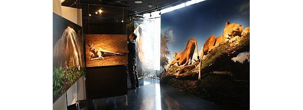 ちょっと笑ってしまいそうなカンガルーのくつろぎポーズや見たことのない動物の表情に感動！