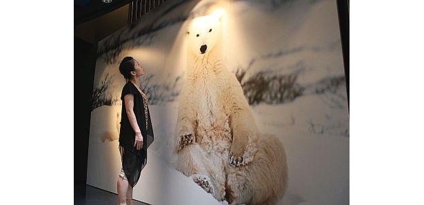 真っ白な雪景色の中にいるホッキョクグマの親子がじっとこちらを見つめている