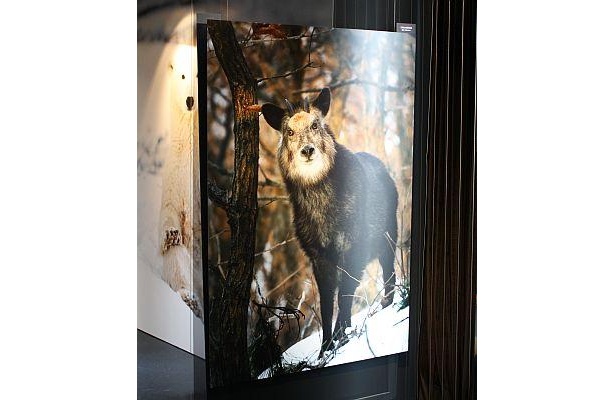 ニホンカモシカ。日本国内の動物の写真も多い