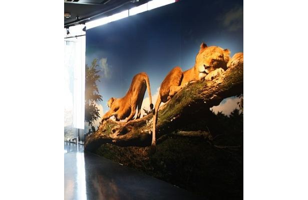 画像10 11 全長5mのゾウも登場 超リアルな 原寸大写真展 って ウォーカープラス