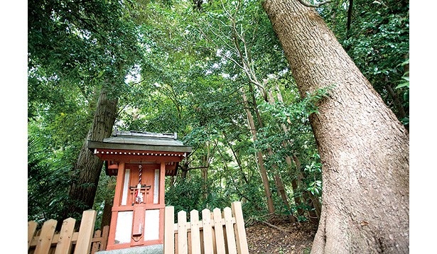 市内でも最古に属する神社。境内は古来の姿を残す森に包まれている/木島坐天照御魂神社(蚕の社)