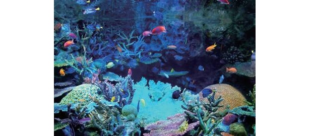 水族館も0円!?“浴衣でタダ”の超お得スポットを発見