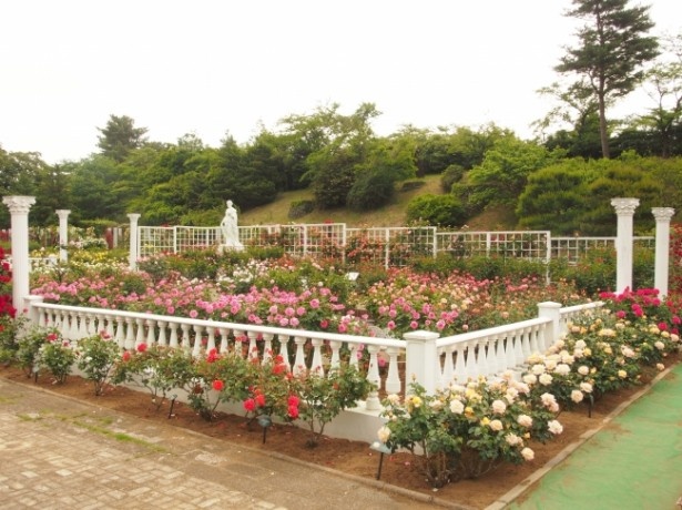 生田緑地とばら苑を巡るコースでは、秋の花々を愛でよう