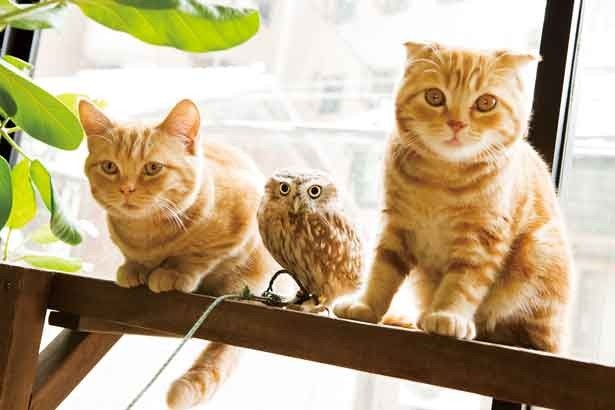 夏の疲れをねこに癒やしてもらえる「ねこカフェ」情報も満載！