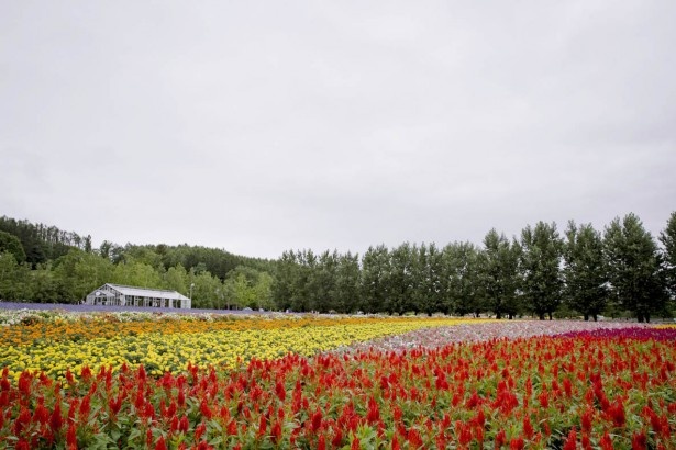 富良野の代表的な観光スポット・ファーム富田ではラベンダーや四季折々の花畑で記念撮影も。