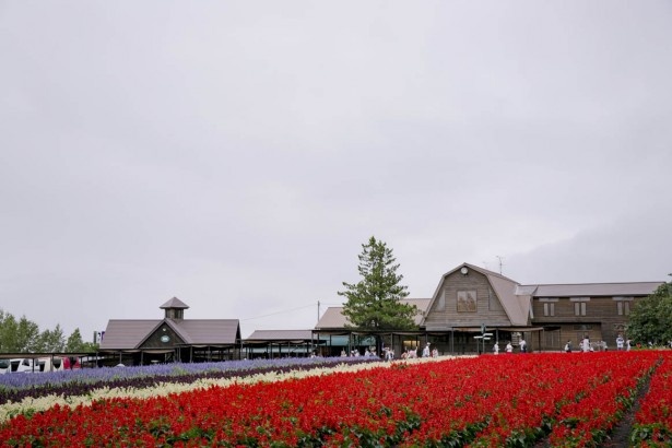 ラベンダーが終わった後も季節の花で楽しませてくれる。