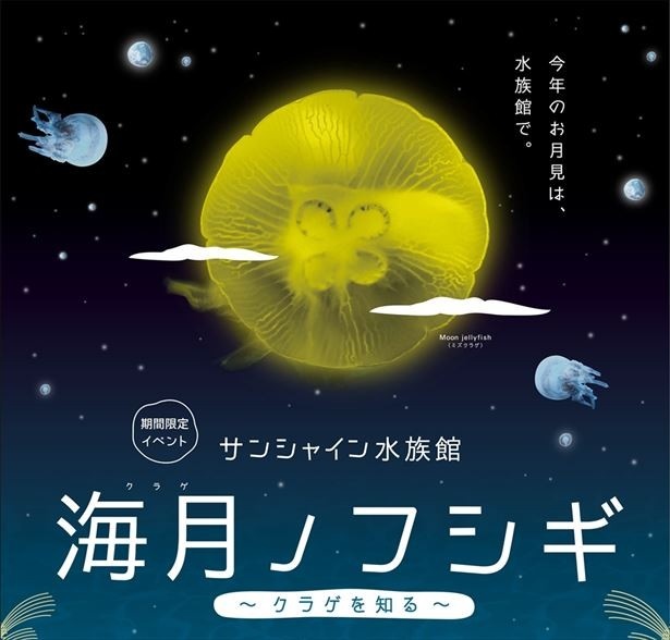 9月1日（木）から27日（火）までサンシャイン水族館で「海月ノフシギ～クラゲを知る～」が開催される