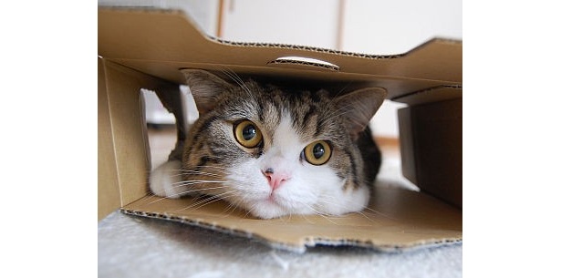 “世界で一番見られた猫”のDVD付き写真集が発売！